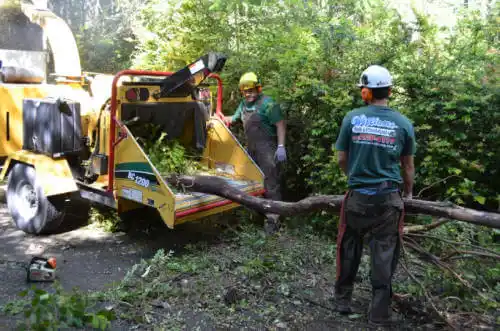 tree services Woodstock